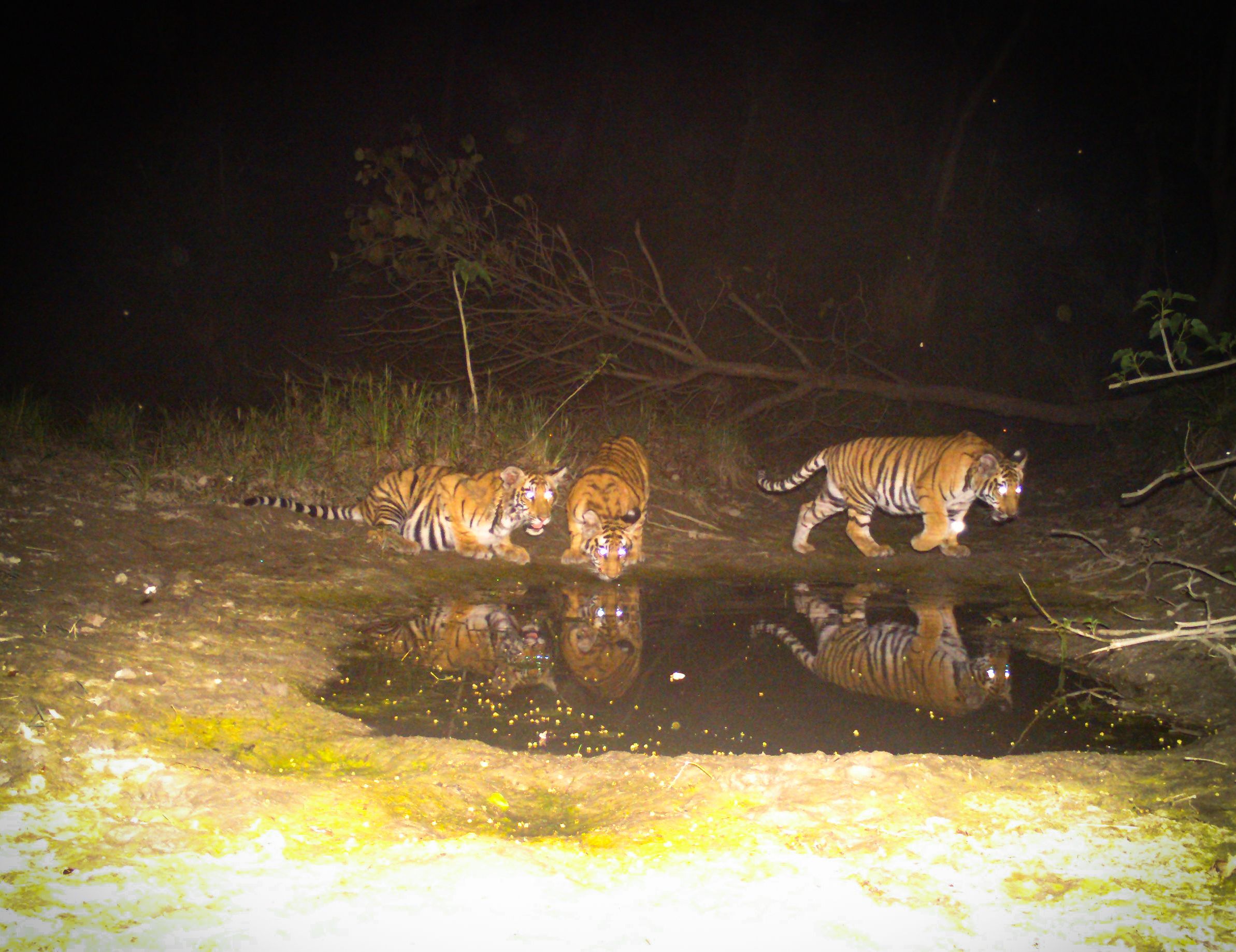 Many species, such as tigers, rely on the water holes that are churned up by large ungulates. © DoFSC / WWF Nepal Tigers