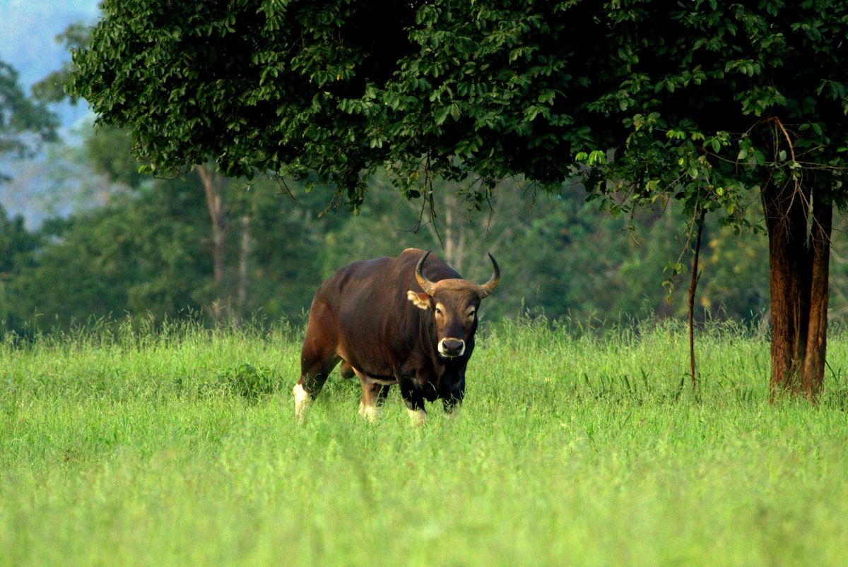 Banteng