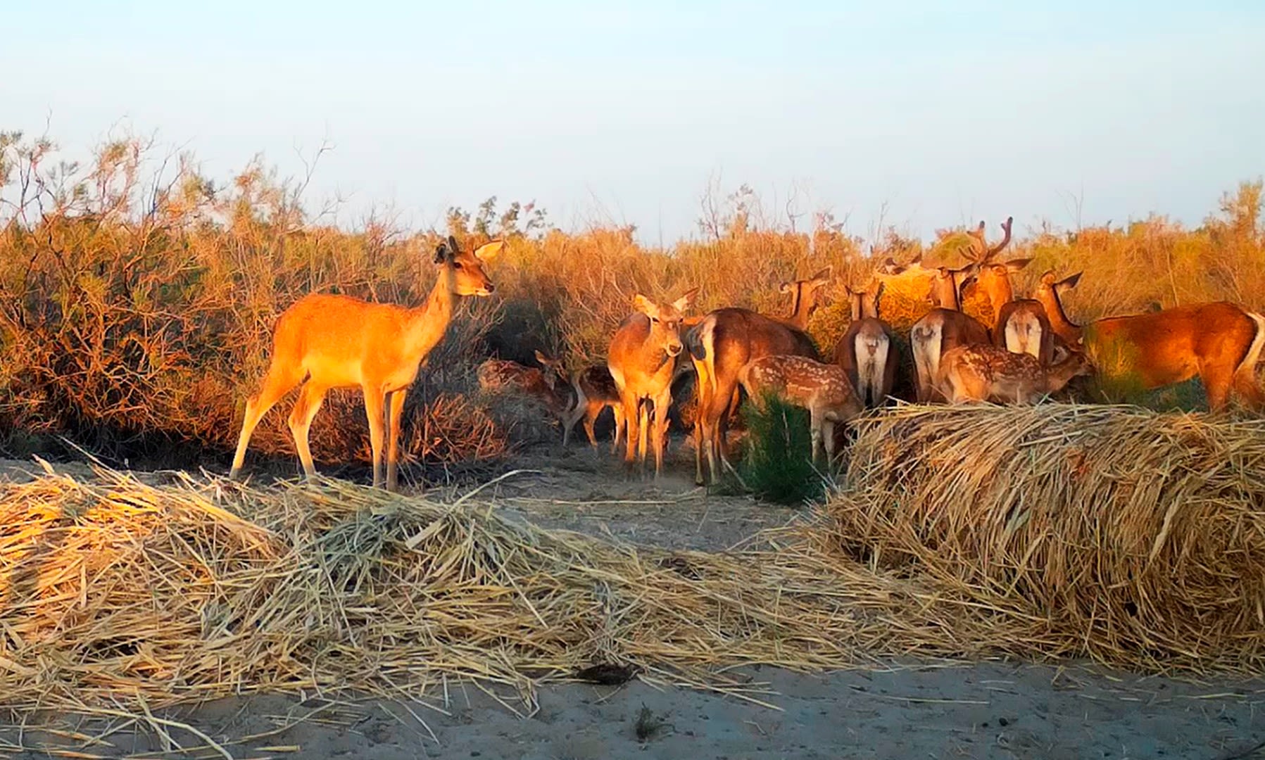 Bukhara deer