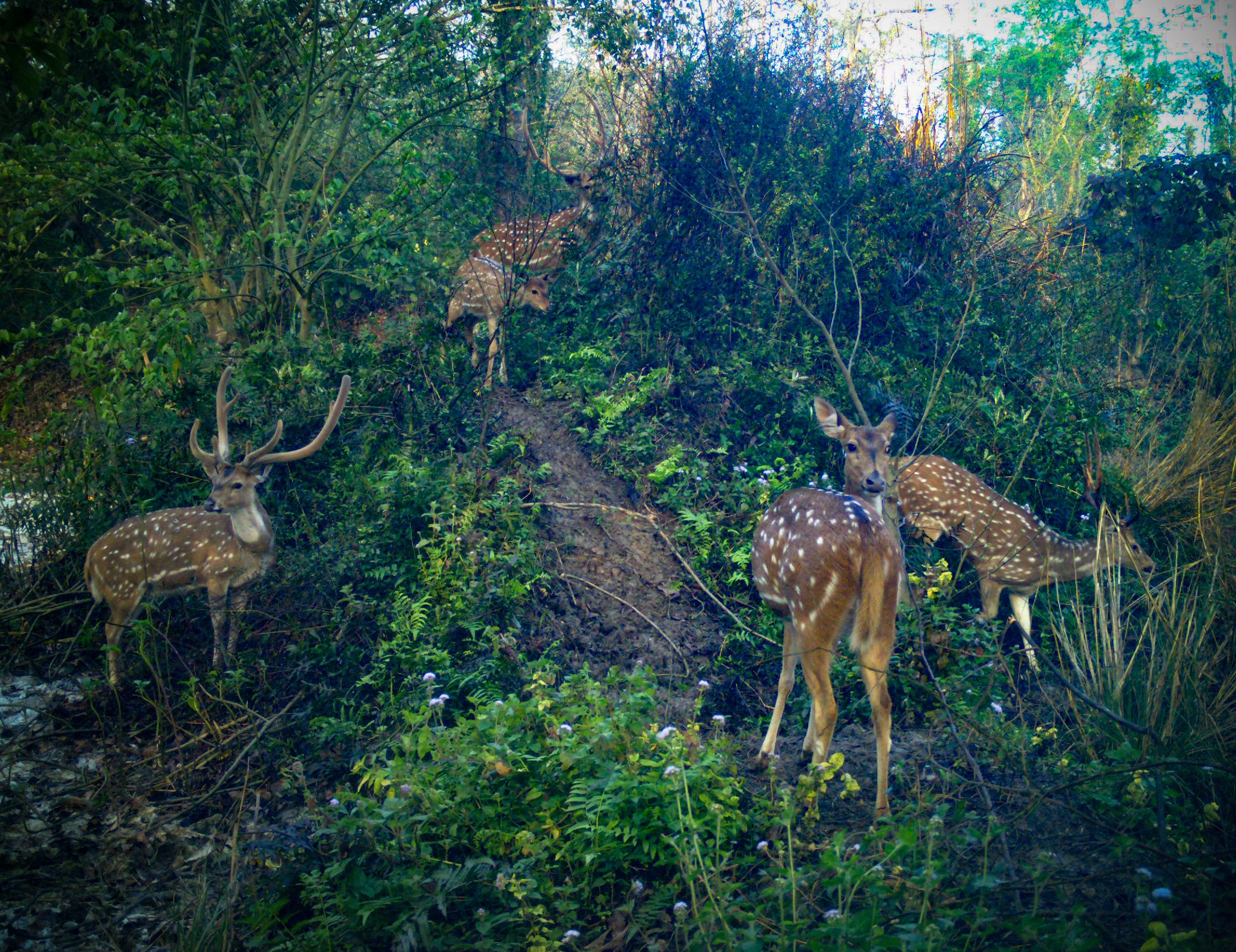 Chital