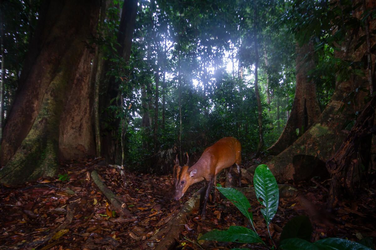 A muntjac walks through Royal Belum State Park in Malaysia’s Belum-Temengor Forest Complex. © Emmanuel Rondeau / WWF-US muntjac