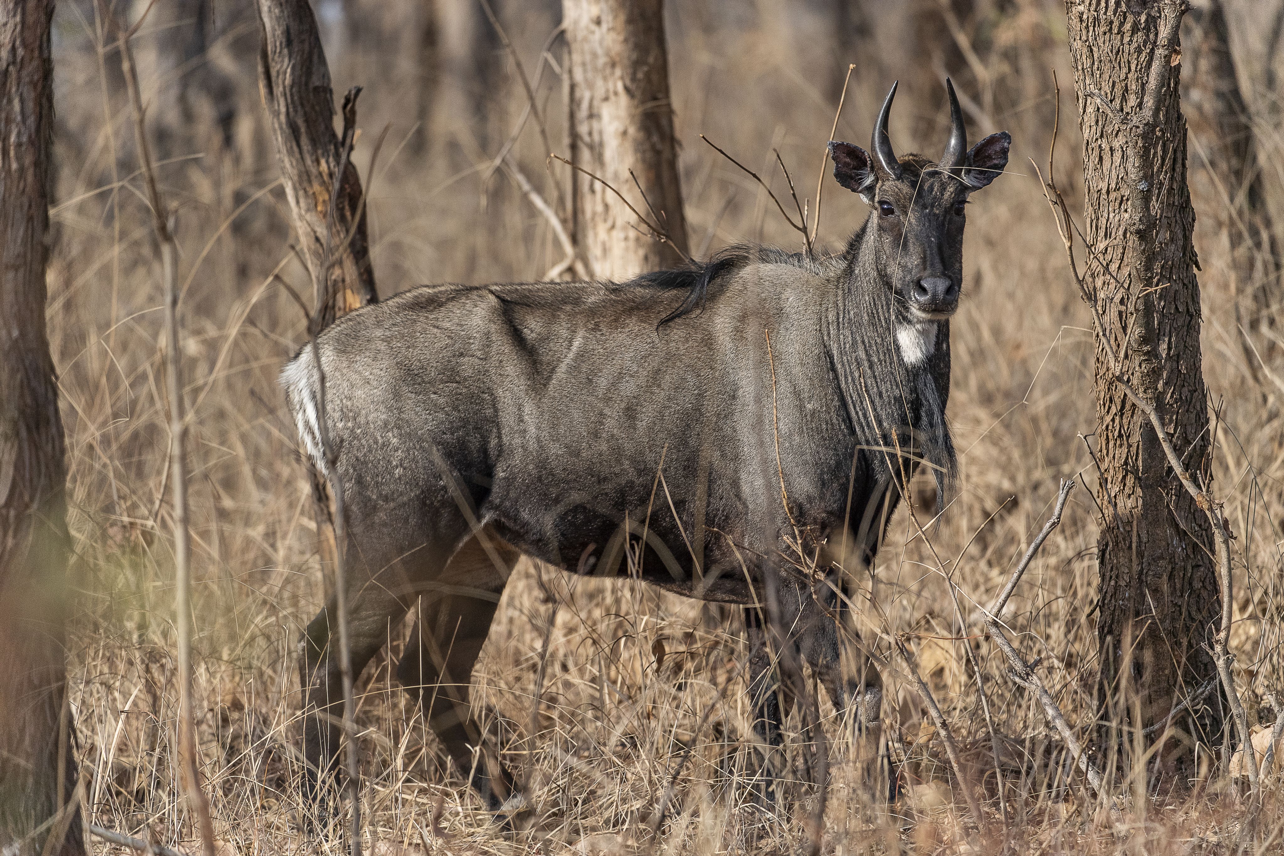 Nilgai