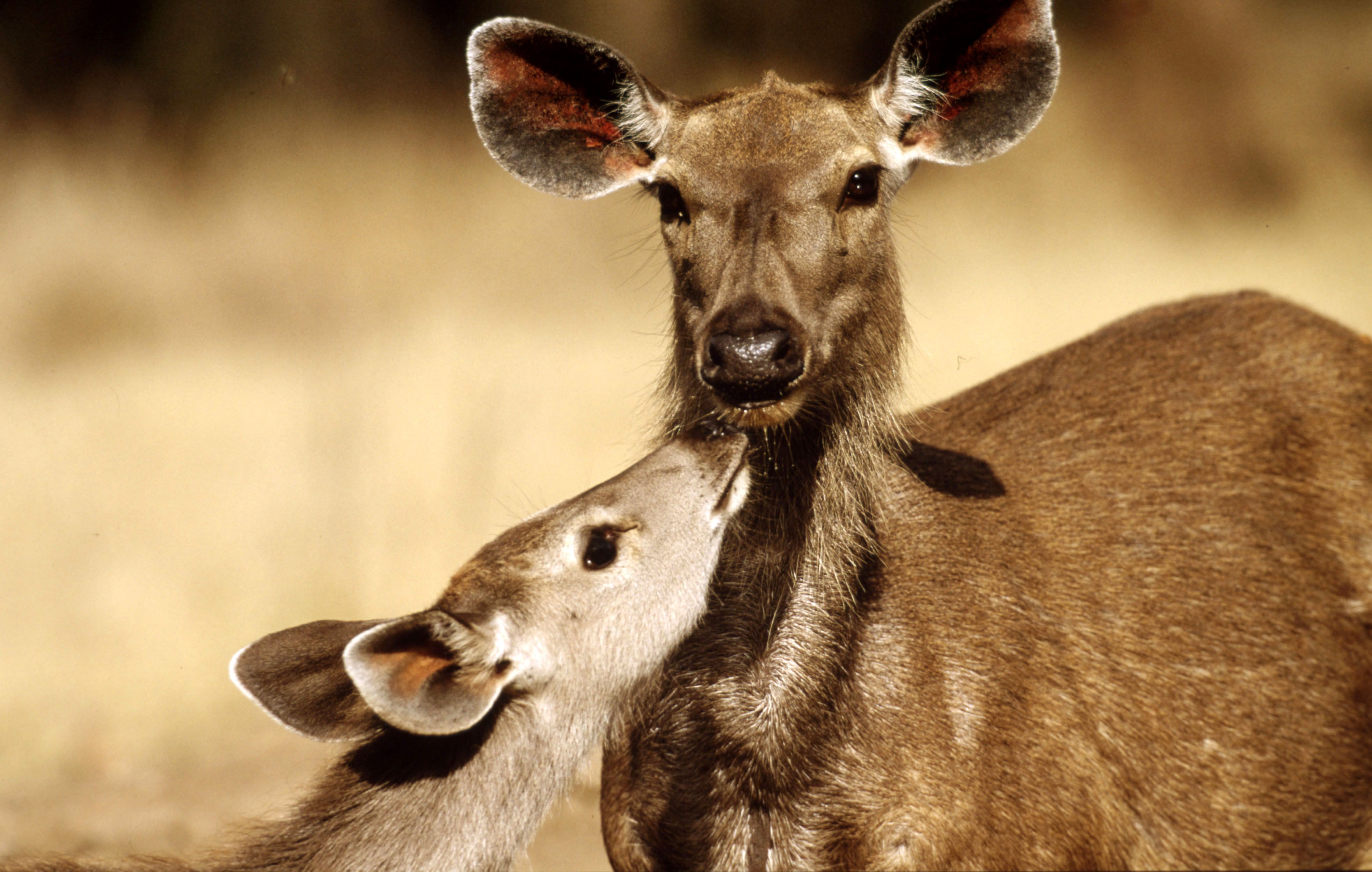 Samba deer