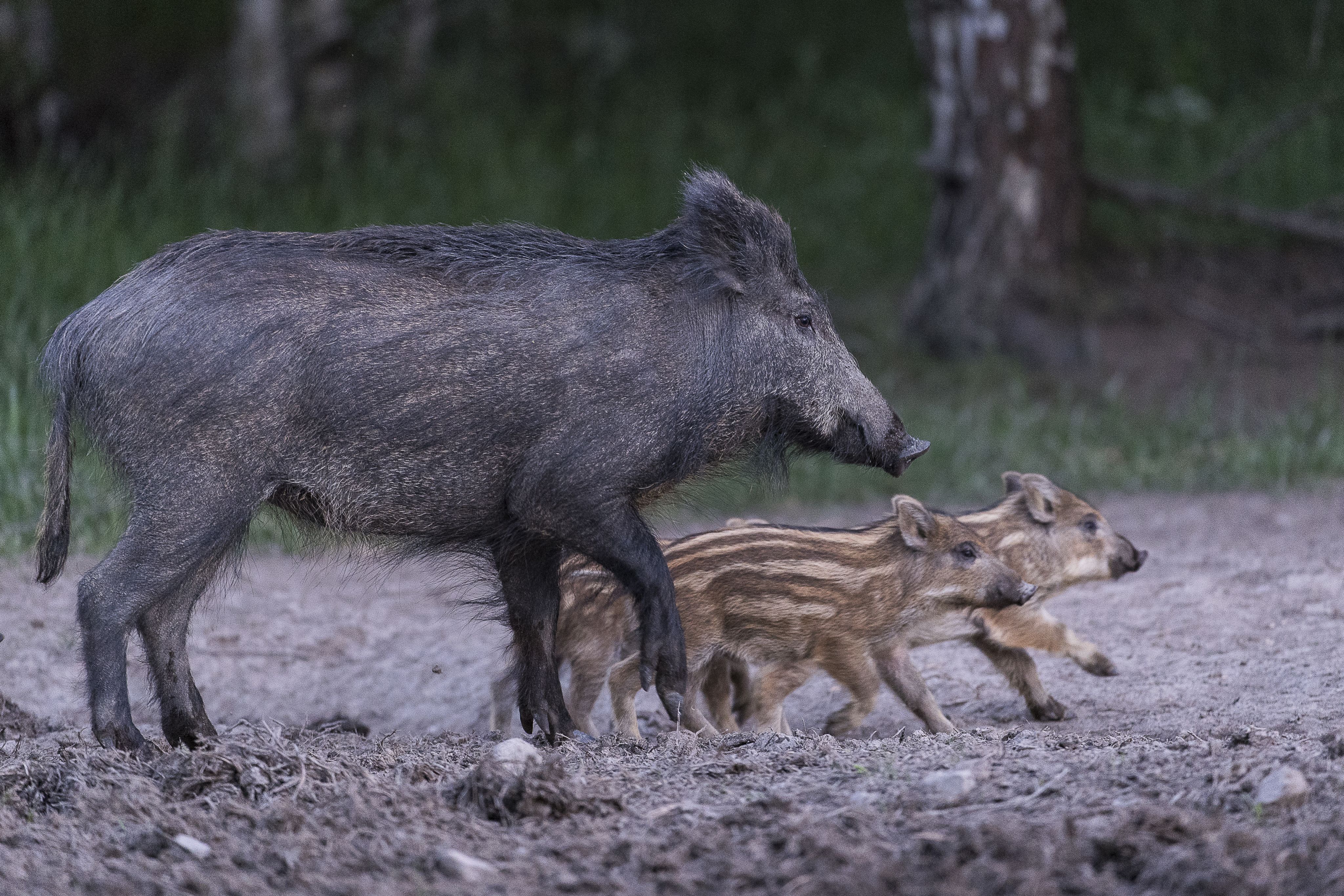 Wild Pig
